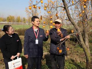 沭阳农商银行金融支持甜蜜“柿”业