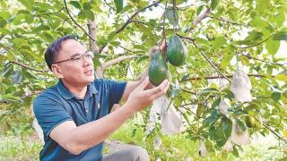 台农博士龚世明扎根厦门 打造福建品种最全牛油果园