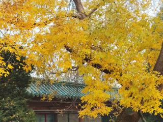 《书画里的中国》第三季直播：付闻博龙潭写生，笔墨凝住秋日清韵