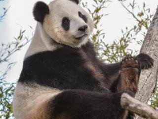 旅居比利时的大熊猫“好好”平安接返回国