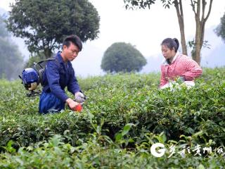 凤冈：锌硒元素点“土”成金 功能农业赋能乡村振兴