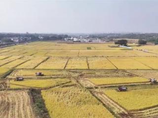 金融“活水”润南粤 金融之力护粮安