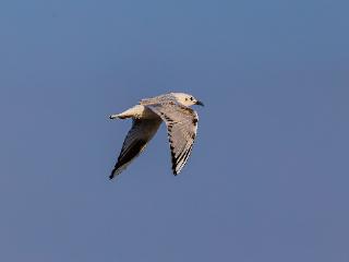 从“稀客”变为“常客”，3只黑嘴鸥现身巢湖湿地