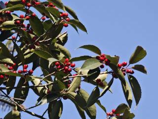 山区秋冬野果色彩诱人 专家紧急提醒：不要轻易食用