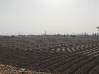 宁阳县东疏镇：千亩萝卜冬播忙 “两菜一粮”促增收