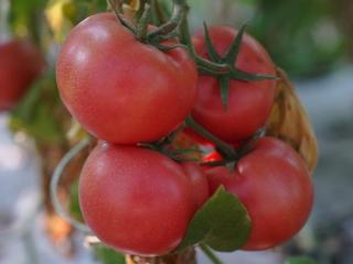 宁阳县东疏镇：番茄成熟收获忙 “柿柿”如意好“丰”景