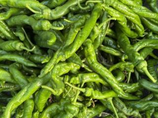 大羊镇：螺丝椒持续采收 椒香四溢好“丰”景