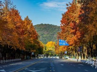 红的橙的黄的绿的……杭州这条路没啥人，悄悄美成了一幅画！