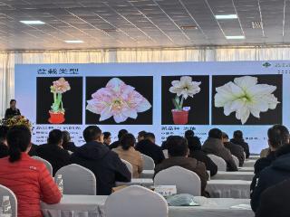 “科金兴农”赋能花卉产业 “金陵花韵”绽放美好生活