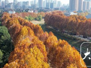 合肥冬日绝美画卷！满城“金色法桐”邀您共赏