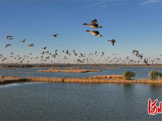 影像记录｜衡水湖上，万羽齐飞织“鸟浪”