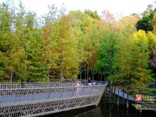 大雪日福道藏惊喜 四季风光随机“播放”