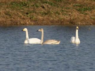 鸟中“贵客”，大天鹅“一家三口”现身巢湖