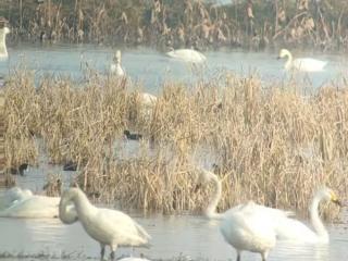 巢湖十八联圩湿地迎来小天鹅栖息，成为候鸟重要越冬地