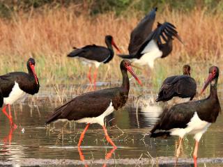 孟津黄河湿地珍稀鸟类助推“观鸟经济”