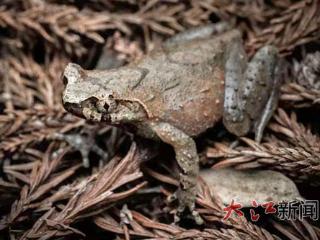 江西发现两栖动物新物种庐山角蟾和云雾角蟾（图）