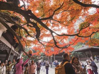 “红枫王”又红了！
