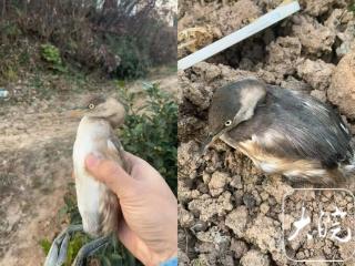 䴙䴘受伤落难，霍山警民合力救助