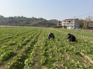 上饶市广信区田墩镇：农技下沉护航4600亩油菜安全越冬