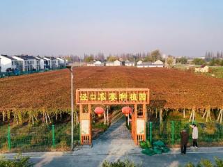 盐城盐都：多彩丰收 别样冬景