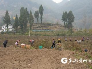 汇川区：苗木产销两旺