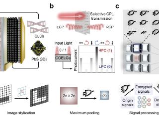 中国科大构建高性能圆偏振光电逻辑门