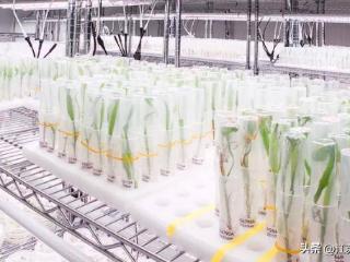 “超级玉米”正从常州高新区破土生长