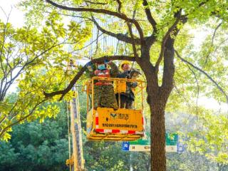 合肥为“遮光”行道树“理发”　保障市民夜间出行安全