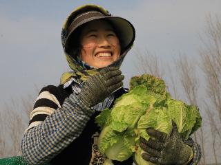 山东茌平：收获优质娃娃菜，丰富城乡“菜篮子”