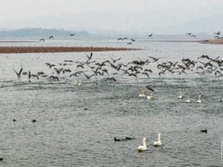 庐江：黄陂湖湿地迎来众多候鸟归