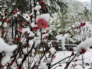 雪落老家生万金，河南的冬天凭什么让人竞相奔赴？ | 提案追踪