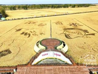 871.6亿斤！再创历史新高！连续5年超800亿斤