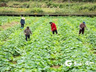 播州区龙坪镇：“烤烟+贝贝南瓜”模式 激活乡村振兴新动能