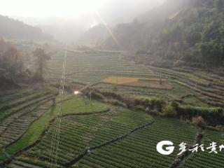 普安龙吟镇韭菜抢“鲜”上市