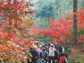 “飞来寻枫”，虚实间邂逅禅意美景