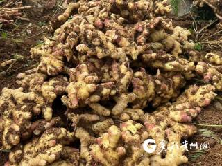 平均亩产达14215斤 兴义供销助农生姜喜获丰收