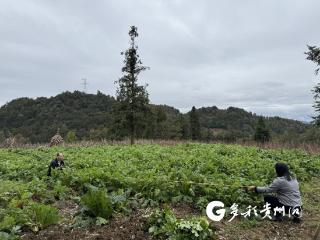 汇川毛石：田间地头“测”丰收