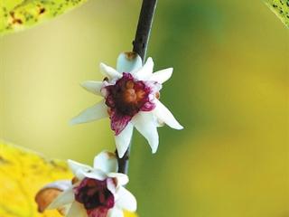 蜡梅初飘香 白梅急露脸