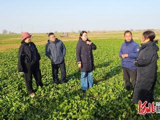 河北省特色油料创新团队赴沙河市调研“油菜+”综合旅游观光基地融合发展实践