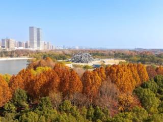 层林尽染绘初冬 合肥滨湖塘西河公园展生态画卷