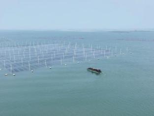 拼多多80后紫菜主理人：弃高薪返乡创业，设“弹性岗”支持员工家事工事事事关心