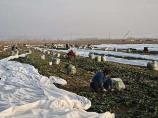 宁阳县东疏镇：菠菜采收忙 “蔬”写好“丰”景