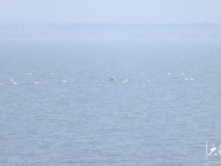 继大天鹅小天鹅后，黑天鹅也翩然而至巢湖