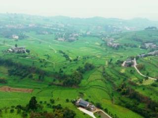 订单兜底、精准施策，乌江榨菜让青菜头变增收金疙瘩