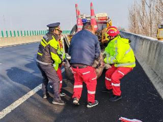 日照交通：高速发现黑猪 高效协作除险