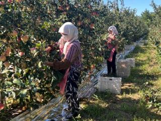 潍坊滨海区：盐碱地种出“致富果”