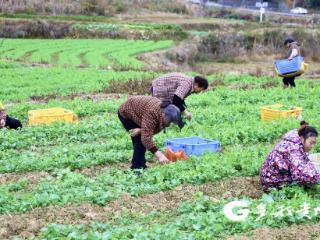 绥阳风华的“绿色密码” 豌豆尖直通粤港澳大湾区