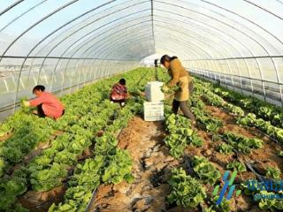 盐城响水：颗颗“翡翠球” “蔬”写丰收篇