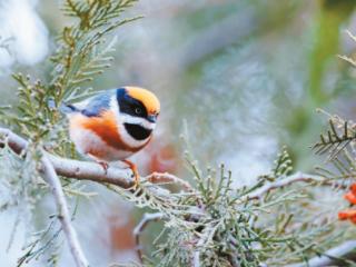 四只红头长尾山雀 首次现身密云水库