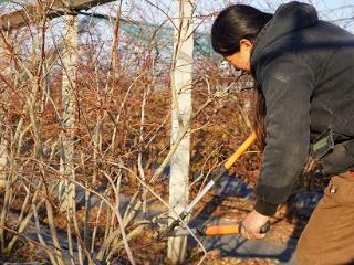 临沭县大兴镇：冬闲时节蓝莓生产管理如火如荼